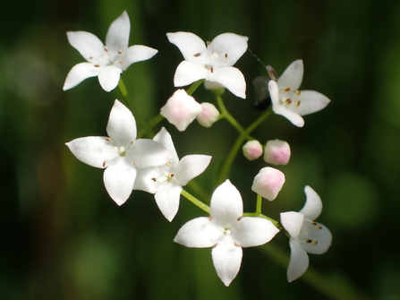 Flowers of Marsh Bedstraw