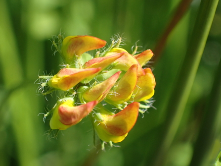 Flower bud of Greater Bird's-foot-trefoil