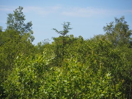 Established scrub at Cors Dyfi