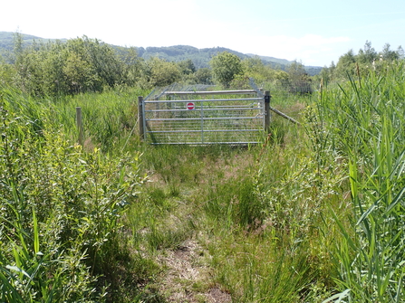 Beaver enclosure at Cors Dyfi