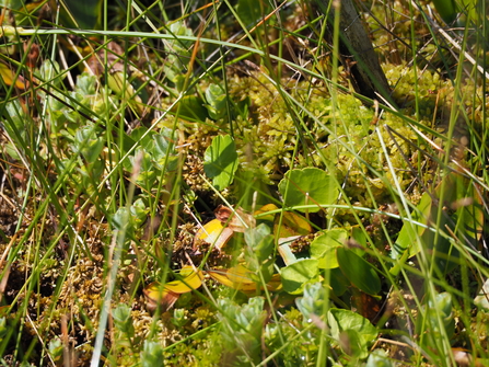 Typical bog plant community with Sphagnum 