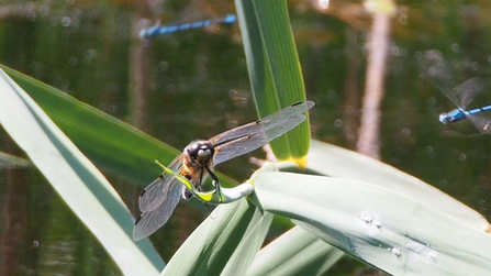 Four-spotted Chaser