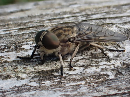 Tabanus autumnalis horsefly