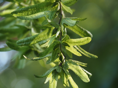 Hornbeam seeds (samaras)