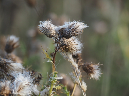 Creeping Thistle down