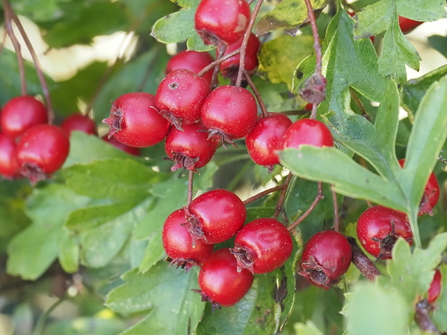  Hawthorn ‘Haws’