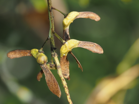 Sycamore ‘keys’ 