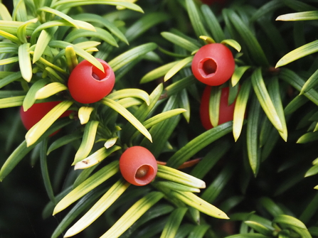 Yew berries