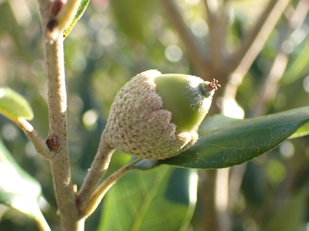 Holm Oak acorn