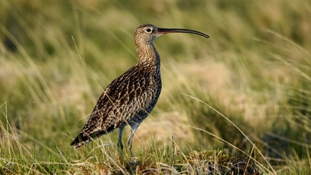 Brown wader with a long bill standing amongst grass