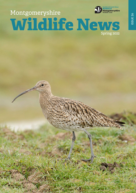 Cover of the Spring 2022 issue of Montgomeryshire Wildlife News the newsletter of Montgomeryshire Wildlife Trust