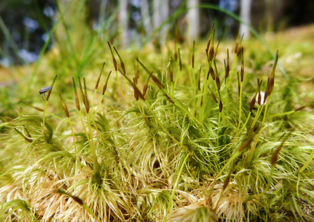 a close-up of some light green feathery looking moss, with a small fly on the far left of the shot