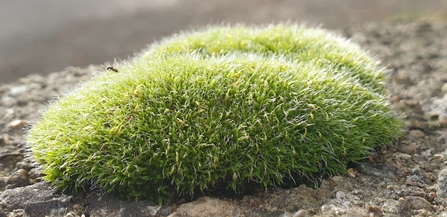 a cushion of green moss copyright Tamasine Stretton