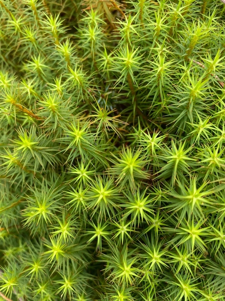 A close-up of some star-shaped moss