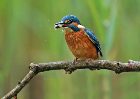 Close-up of a Kingfisher on a branch, with a fish in its mouth