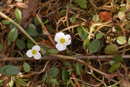 Close up of aquatic plant with small rosette-like leaves and three-petalled white flowers