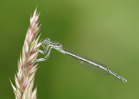 Close-up of a rare White-legged damselfly