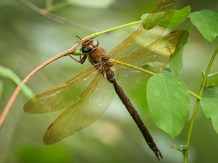 Close up of beautiful brown hawker dragonfly