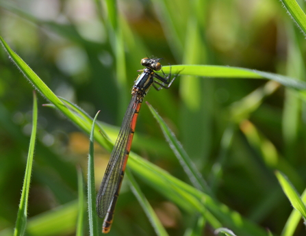 Close up of a black and red damselfly on some grass