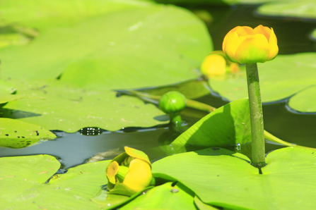 Close-up of yellow water-lily flowers