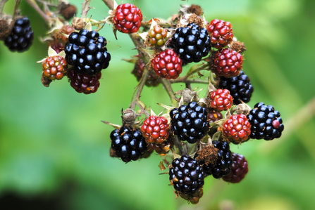 Close-up of blackberries