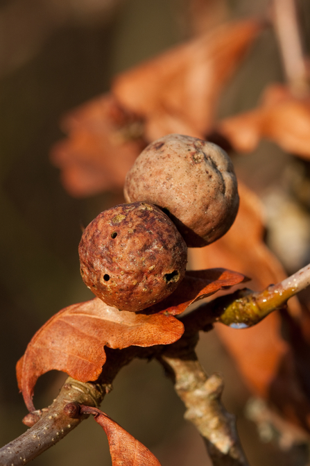 Close up of two Oak Marble Galls on an Oak branch