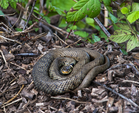 Close up of Grass Snake at the foot of some brambles