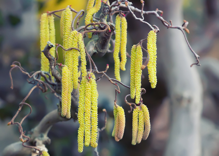 close up of yellow Hazel catkins