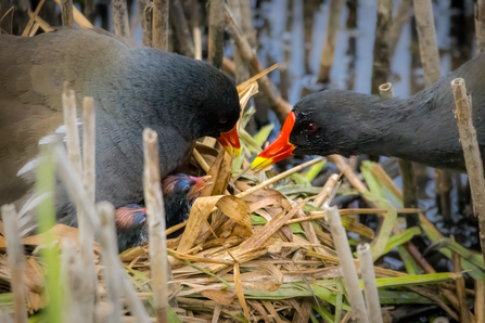 A close up of a pair of moorhens feeding their young in the nest