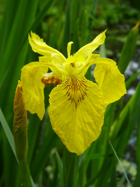 Close up of Yellow Flag, a wetland wildflower