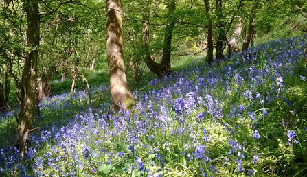 Hillside with bluebells in bloom