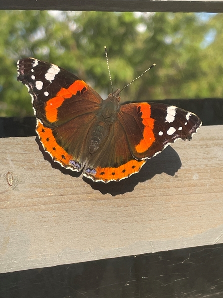 Close-up of Red Admiral butterfly, its wings outspread, on a fence in a garden in the sunshine
