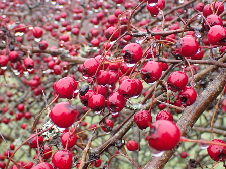 Hawthorn Berries