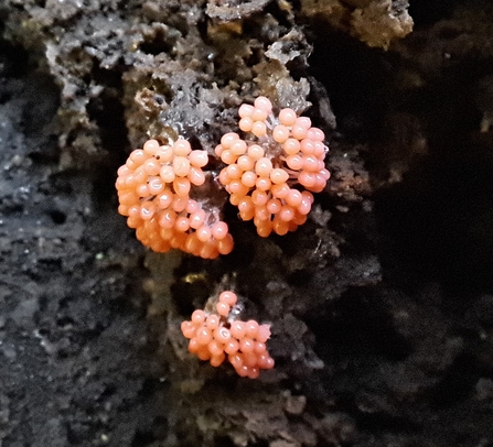 Slime Mould Arcyria ferruginea 