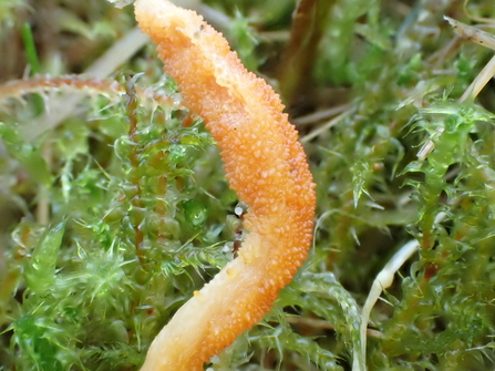 Close-up of Cordyceps militaris 