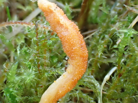 Close-up of Cordyceps militaris 