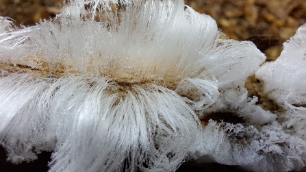 Hair Ice Close-up