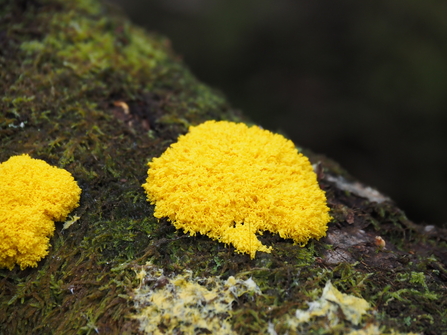 ‘Dog vomit’ Slime mould 