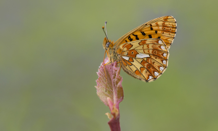 A butterfly resting wings closed on top of a plant. The butterfly is patterned in different shades of orange, orange-red, orange-yellow and black.