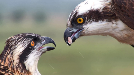 An osprey feeding another osprey at Cors Dyfi Nature Reserve