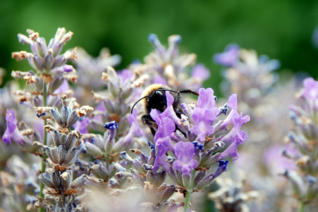 A bee feeding on lavender