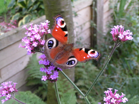 Peacock Butterfly at rest on verbena flowers