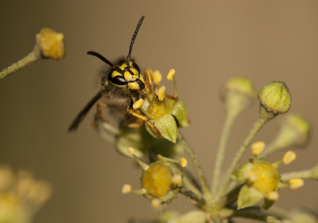 Extreme close up of a wasp feeding on ivy flowers