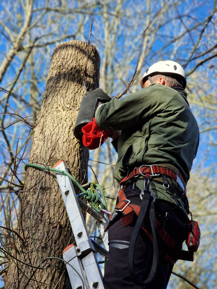 A man up a ladder carefully checking a bat box