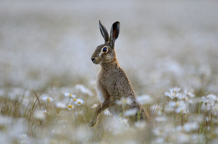 A Brown Hare on its hind legs in a field of Ox-eye daisies in summer