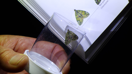 Close up of a moth being identified at a moth event