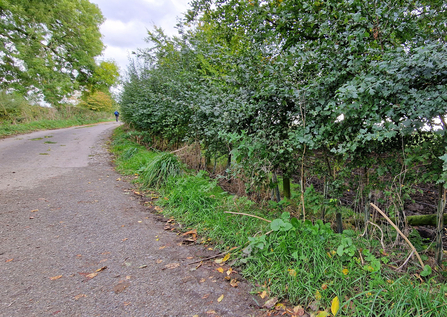 A planted hedgerow which has gaps at the bottom due to the presence of plastic trees guards. The young green hedge is beside a small road and there is a person in the far distance.