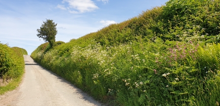 Wildlife friendly road verge