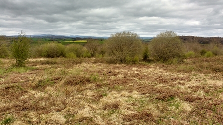 A habitat mosaic comprising a mixture of tussocky grasses with bracken and brambles. There are also a few small trees. In the middle distance are a band of trees, behind which a landscape of hills and mountains is just visible.