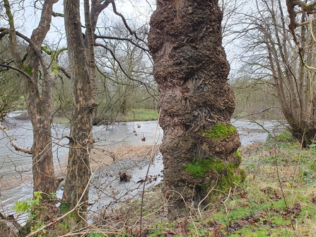 Mature Black Poplar tree on a riverbank